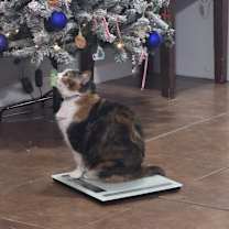 Thumbnail photo of Bella #4