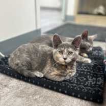 Thumbnail photo of Tansy #1