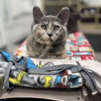 Thumbnail photo of Tansy #2