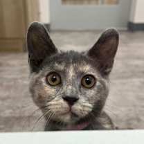 Thumbnail photo of Tansy #3