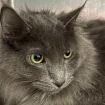 Thumbnail photo of Mothra #2