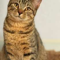 Thumbnail photo of Ralphie #1