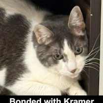 Thumbnail photo of Kirk #1