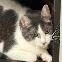 Thumbnail photo of Kirk #3