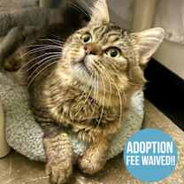 Thumbnail photo of Pug #1