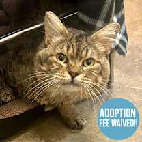 Thumbnail photo of Pug #2