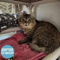 Thumbnail photo of Pug #3