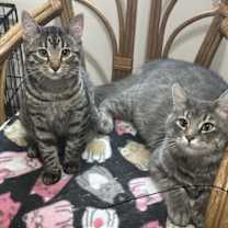 Thumbnail photo of Rizzo and Gonzo #1