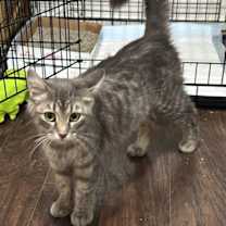 Thumbnail photo of Rizzo and Gonzo #2