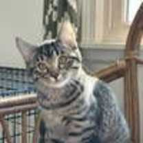 Thumbnail photo of Rizzo and Gonzo #3