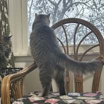 Thumbnail photo of Rizzo and Gonzo #4