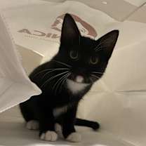 Thumbnail photo of Lucy #1