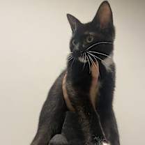 Thumbnail photo of Lucy #3