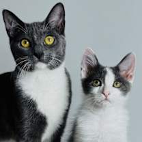 Thumbnail photo of Mr. Pebble #3