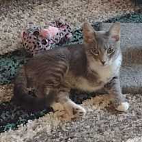 Thumbnail photo of Nala #1