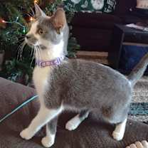 Thumbnail photo of Artimis #1