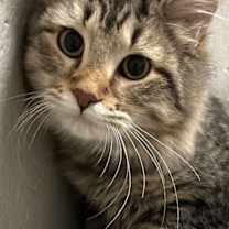 Thumbnail photo of Ziti #1