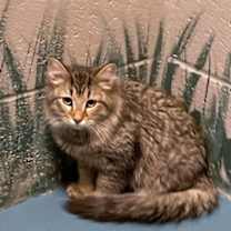 Thumbnail photo of Ziti #2