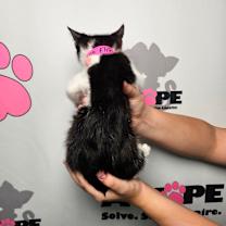 Thumbnail photo of Flip #2