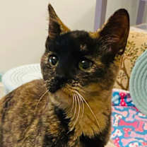 Thumbnail photo of Frito #1