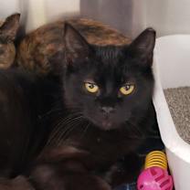 Thumbnail photo of Dorito #2