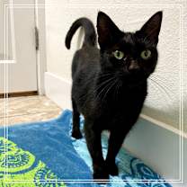 Thumbnail photo of Sydney  #1