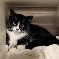 Thumbnail photo of Nymeria #3