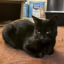 Thumbnail photo of Sydney  #4