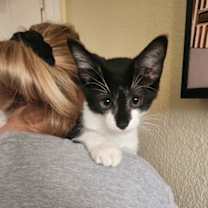 Thumbnail photo of Spruce #1