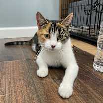 Thumbnail photo of Felicity #1