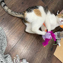 Thumbnail photo of Felicity #2