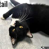 Thumbnail photo of Cottontail #1