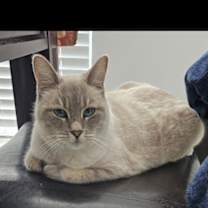 Thumbnail photo of Blissa #1