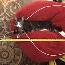 Thumbnail photo of Wilbur #1