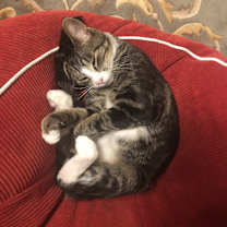 Thumbnail photo of Wilbur #2