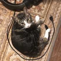 Thumbnail photo of Wilbur #4