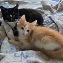 Thumbnail photo of De Vito #3