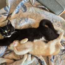 Thumbnail photo of Danza #3