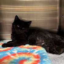 Thumbnail photo of Ebony #1