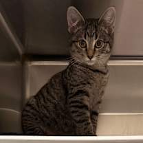 Thumbnail photo of Tootsie #1