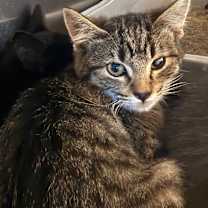 Thumbnail photo of Twixie #2