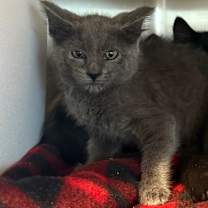 Thumbnail photo of Baby Ruth #3