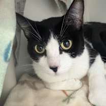 Thumbnail photo of Diamond #1