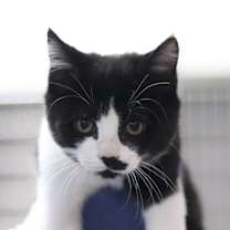 Thumbnail photo of Melville #1