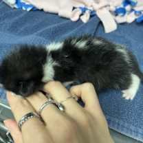 Thumbnail photo of Melville #2