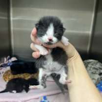 Thumbnail photo of Melville #3