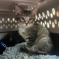 Thumbnail photo of Rasputin #3