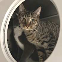 Thumbnail photo of PineApple #1