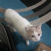 Thumbnail photo of Wheat #1