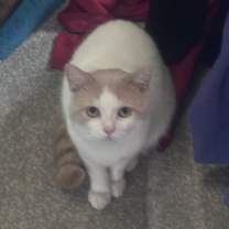 Thumbnail photo of Wheat #2